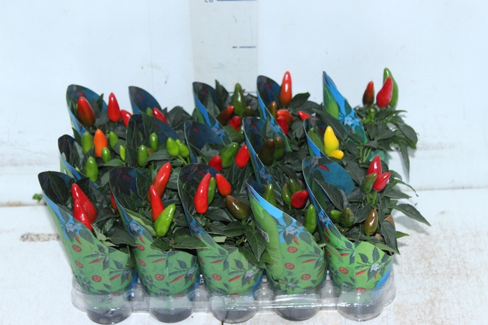 <h4>PIMENTA P06</h4>