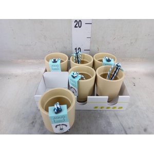 Pot   ...Keramische H%