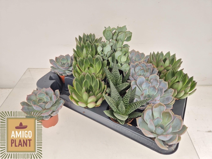 <h4>SUCC GEM 4 SRT</h4>