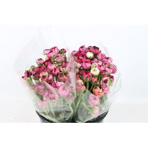 Ran Elegance Dark Stripe Purple