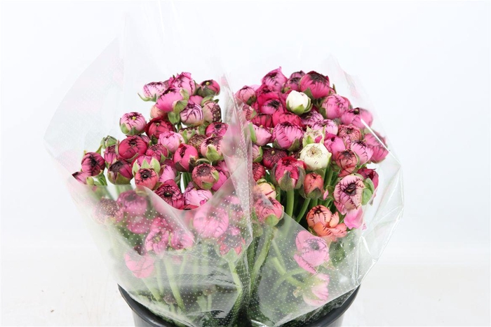 <h4>Ran Elegance Dark Stripe Purple</h4>