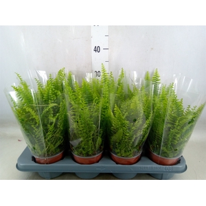 Nephrolepis exal. 'Green Lady'