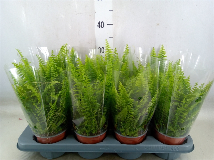 <h4>Nephrolepis exal. 'Green Lady'</h4>