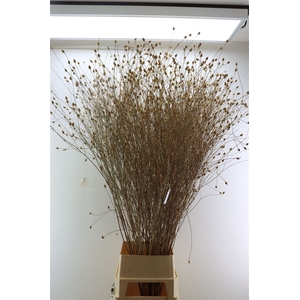 Sanguisorba Naturel Droog 150cm P/tk