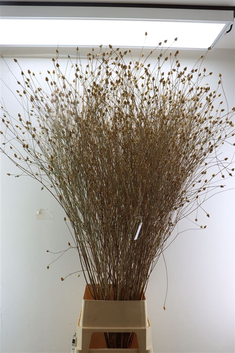 <h4>Sanguisorba Naturel Droog 150cm P/tk</h4>