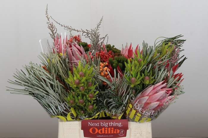 <h4>PROTEA PER BOS</h4>