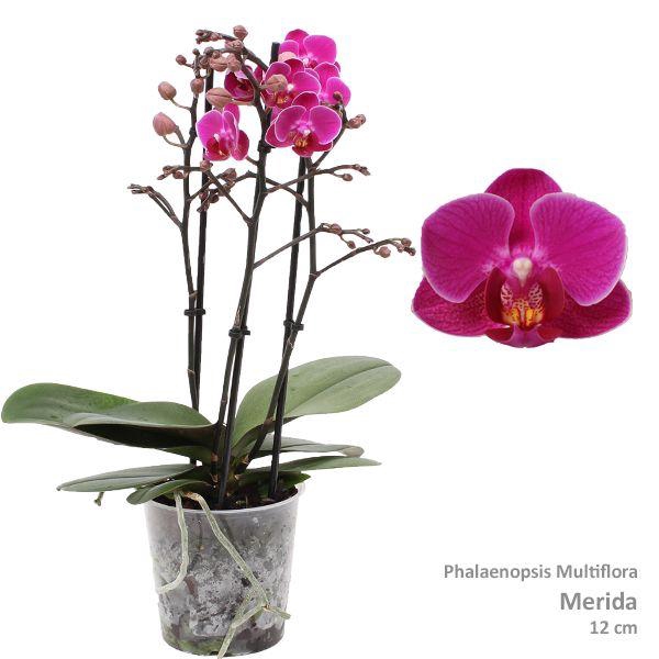 <h4>Phal. Multiflora "Merida" 3-tak</h4>