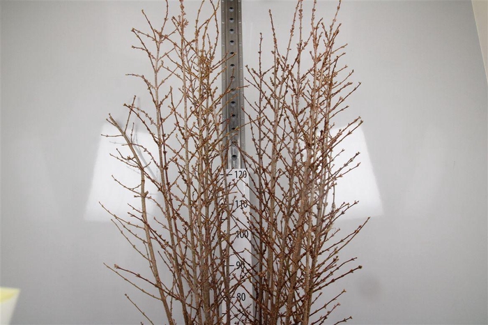 <h4>Forsy I Spectabilis</h4>