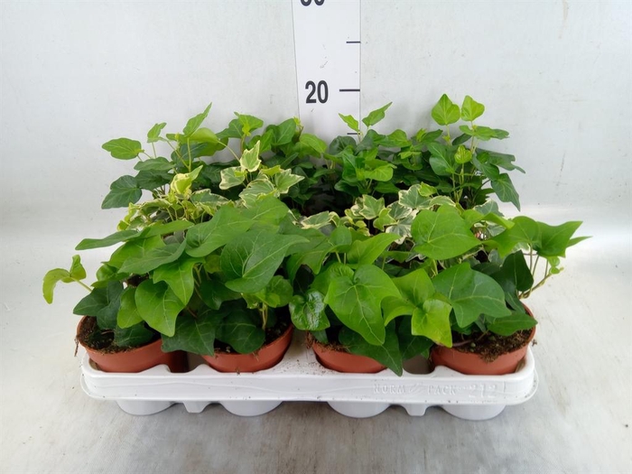 <h4>Hedera   ...mix</h4>