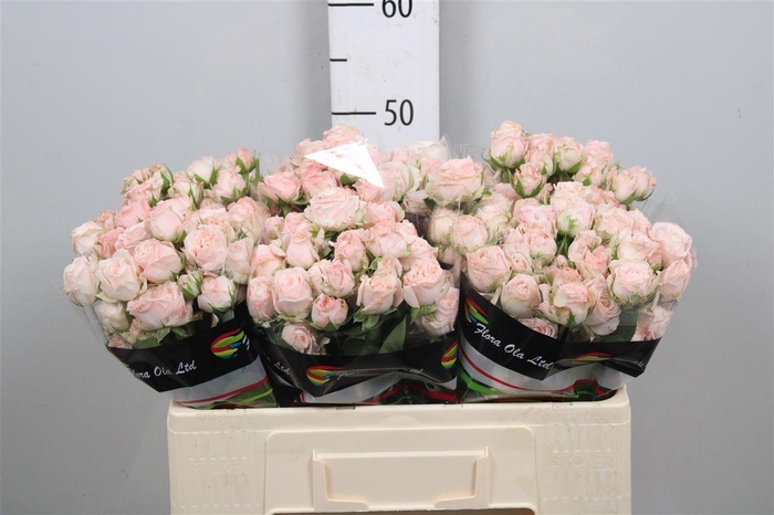 <h4>R Tr Bombastic</h4>