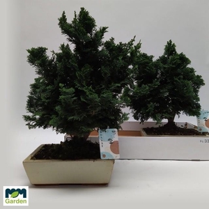 BONSAI OV