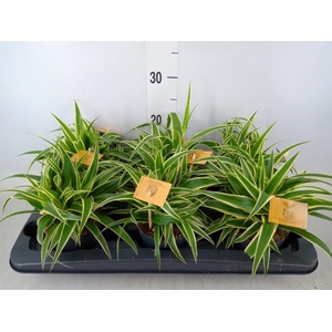 Chlorophytum com. 'Ocean'