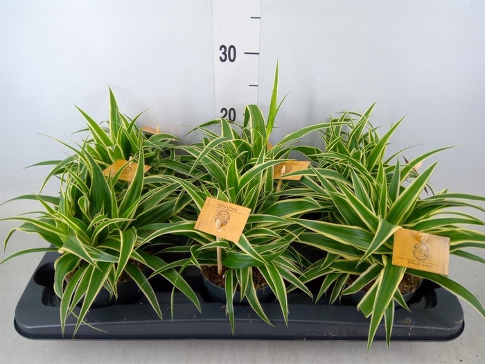 <h4>Chlorophytum com. 'Ocean'</h4>