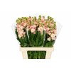 Matthiola Iron Apricot