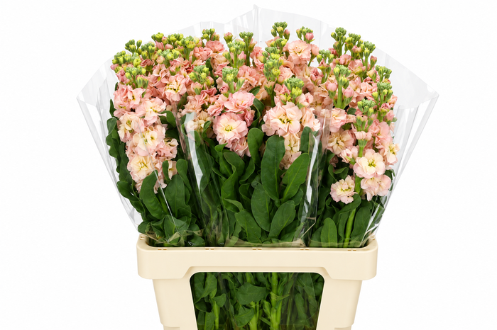 Matthiola Iron Apricot