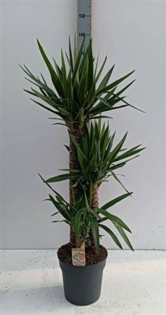 <h4>Yucca</h4>