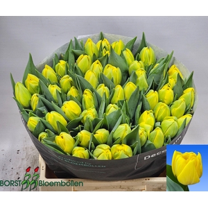 TU DU DOUBLE TROUBLE