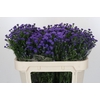 Aster Baby Parade