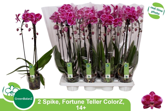 <h4>PHAL EL CASCADE</h4>