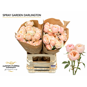 Rosa Spray Garden Darlington