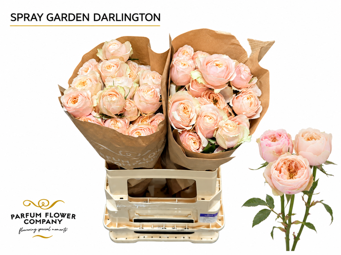 <h4>Rosa Spray Garden Darlington</h4>