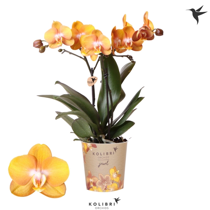 <h4>Kolibri Orchids Phalaenopsis Jewel Las Vegas 2 spike</h4>