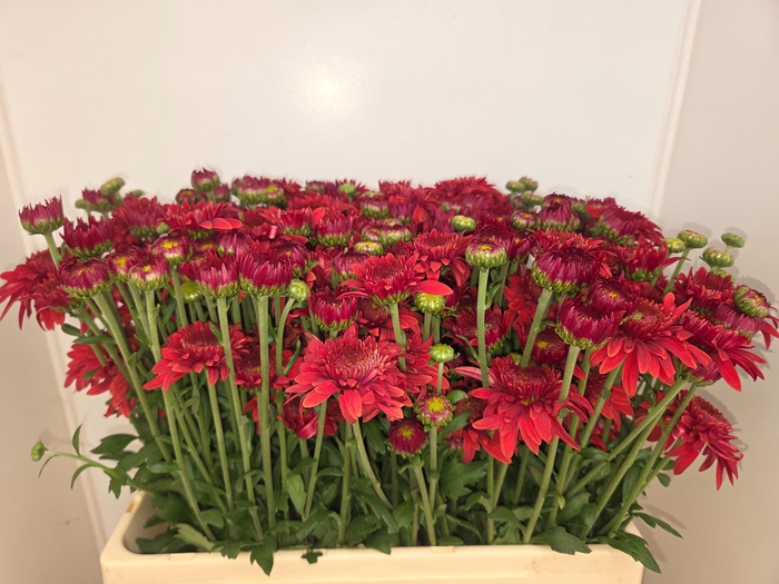 <h4>Chr T Bep Sup Rood</h4>