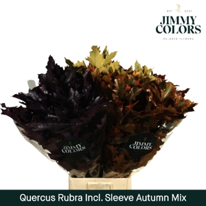 Quercus Rubra sleeve L80 Klbh. Herfst mix