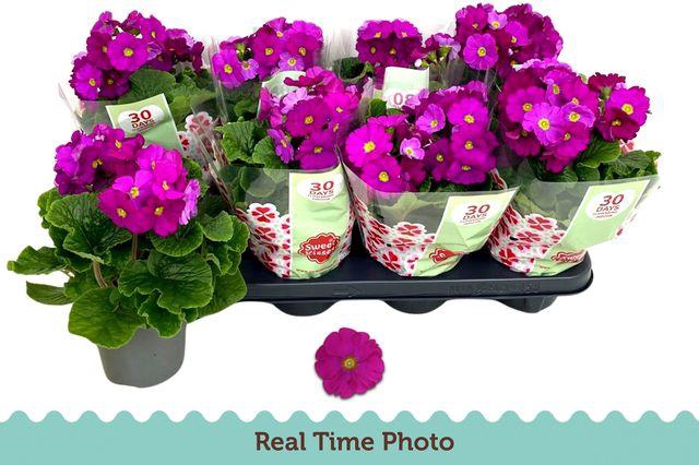 <h4>PRIM OBCONICA VIOLET</h4>