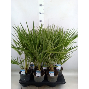 Chamaerops humilis
