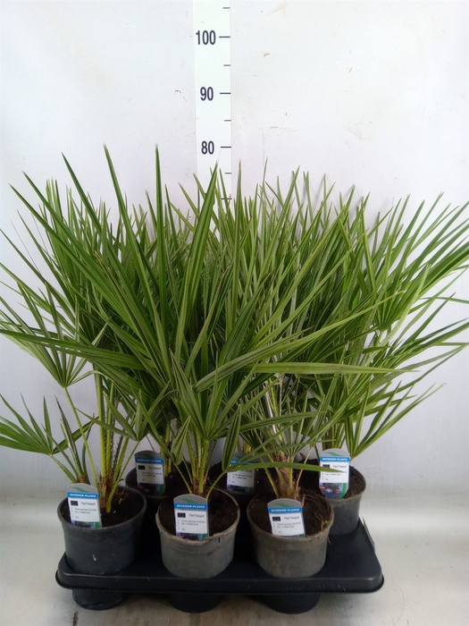 <h4>Chamaerops humilis</h4>