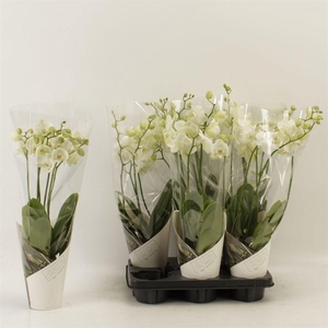 PHAL AN INVERNESS
