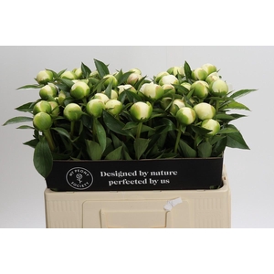 Paeonia Duchesse De Nemours