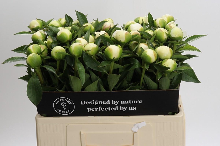 <h4>Paeonia Duchesse De Nemours</h4>