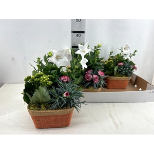 ARR TUINPLANTEN