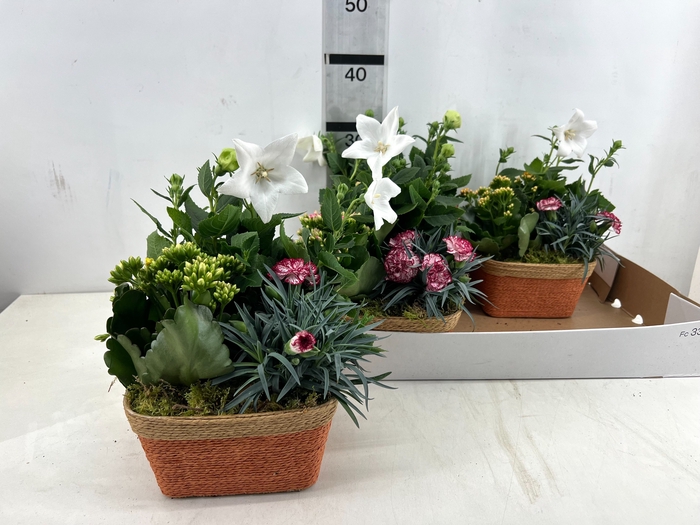 <h4>ARR TUINPLANTEN</h4>