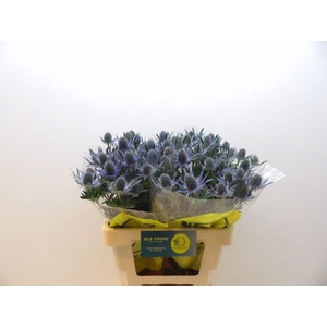 ERYN MAG BLUE LAGOON