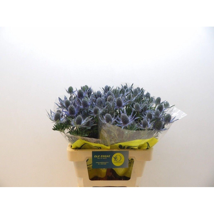 <h4>ERYN MAG BLUE LAGOON</h4>