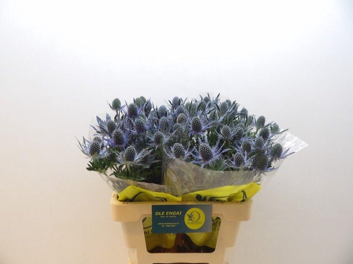 <h4>ERYN MAG BLUE LAGOON</h4>