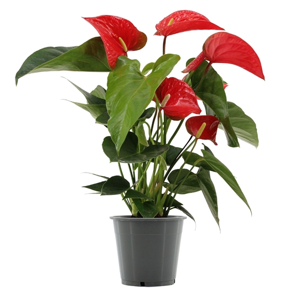 <h4>Anthurium Koro in transparant sleeve</h4>