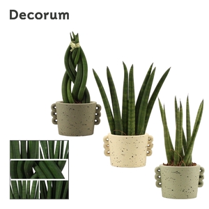 Sansevieria Cylindrica 6 cm Mix in Dione (Nature world-collectio