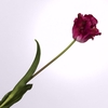 Tulip Parrot Beauty FL440259BEA