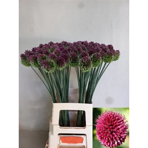 Allium Sphaerocephalon