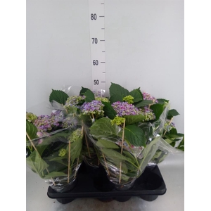 Hydrangea mac. 'Hovaria Hopcorn'
