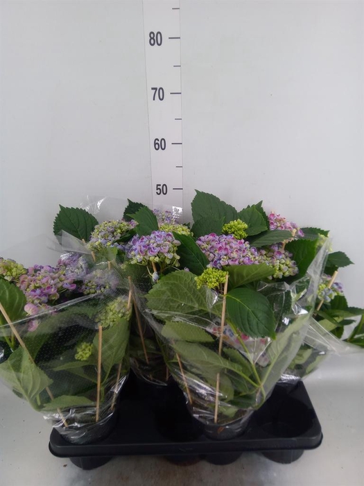 <h4>Hydrangea mac. 'Hovaria Hopcorn'</h4>