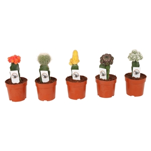 Cactus   ...mix