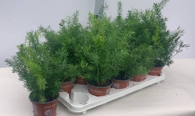 <h4>ASPAR D SPRENGERI</h4>