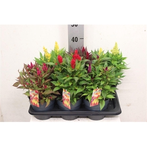Celosia argentea Plumosa Grp Kelos Fire Gemengd
