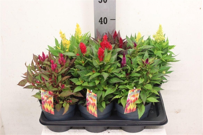 <h4>Celosia argentea Plumosa Grp Kelos Fire Gemengd</h4>