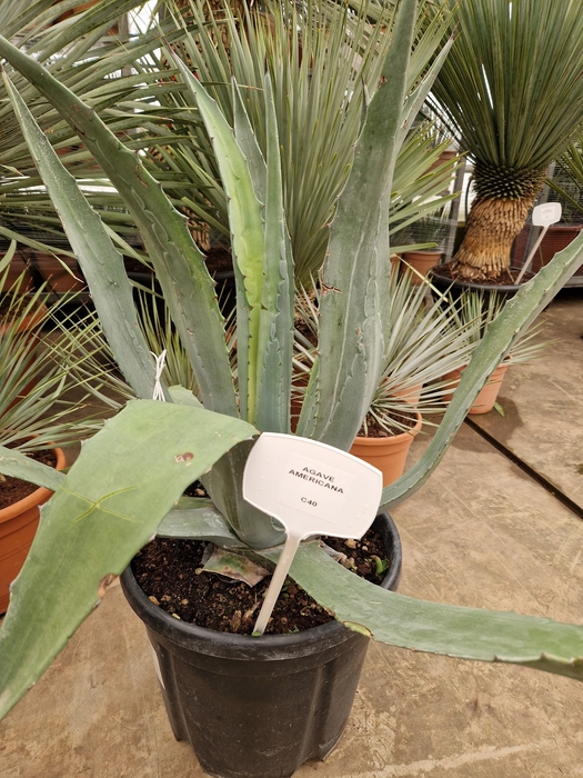<h4>AGAVE AMERICANA</h4>